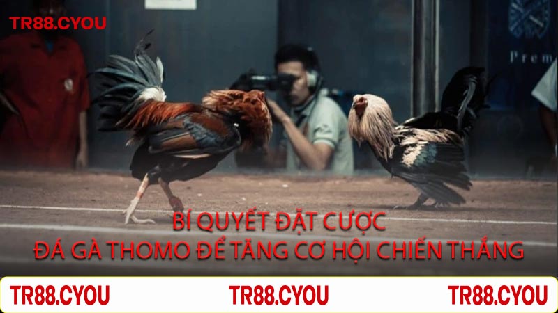 Bí Quyết Đặt Cược Đá Gà Thomo Để Tăng Cơ Hội Chiến Thắng