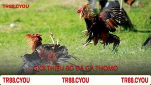Giới Thiệu Bồ Đá Gà Thomo