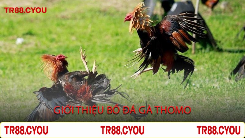 Giới Thiệu Bồ Đá Gà Thomo