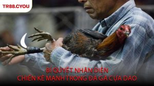 Bí Quyết Nhận Diện Chiến Kê Mạnh Trong Đá Gà Cựa Dao