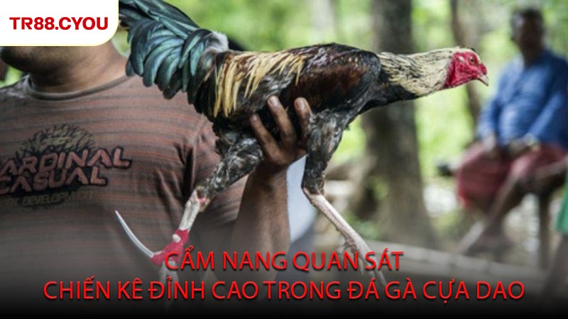 Cẩm Nang Quan Sát Chiến Kê Đỉnh Cao Trong Đá Gà Cựa Dao